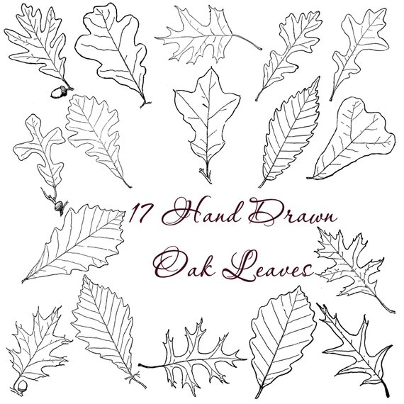 570x570 Printable Hand Drawn Oak Leaves Line Art Botanical Etsy - Oak Leaf Line Drawing