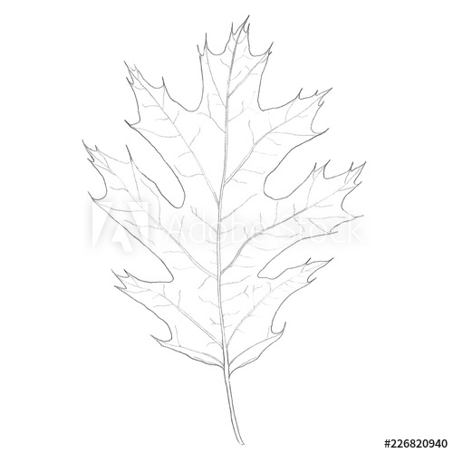 500x500 realistic oak leaf line drawing hand drawing - Oak Leaf Line Drawing