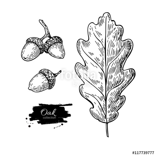 500x500 vector oak leaf and acorn drawing set autumn elements stock - Oak Leaf Line Drawing