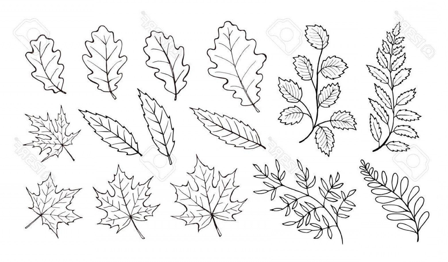 Oak Leaf Line Drawing at Explore collection of Oak