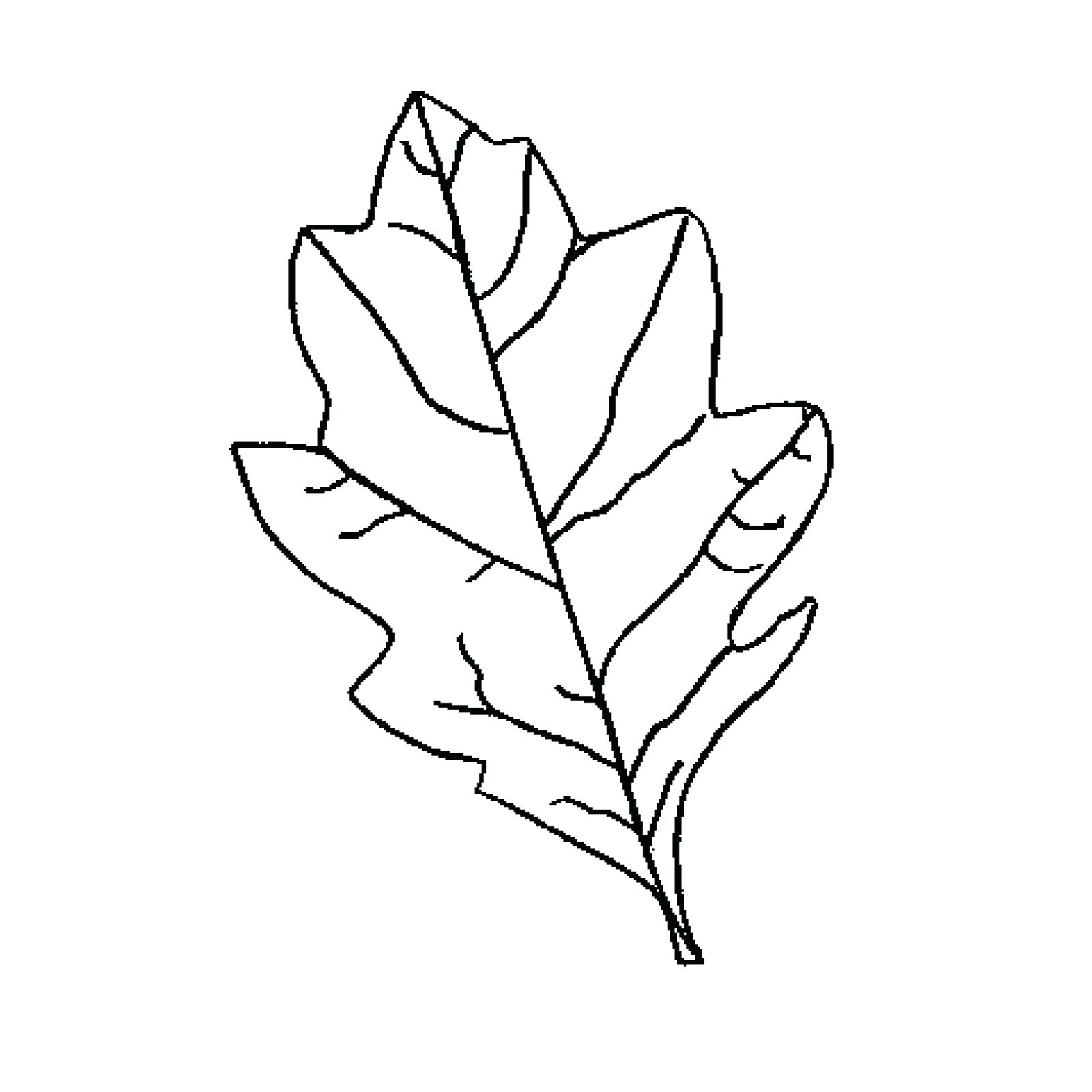1600x1600 template oak leaf template to print fall harvest coloring pages - Oak Leaf Line Drawing