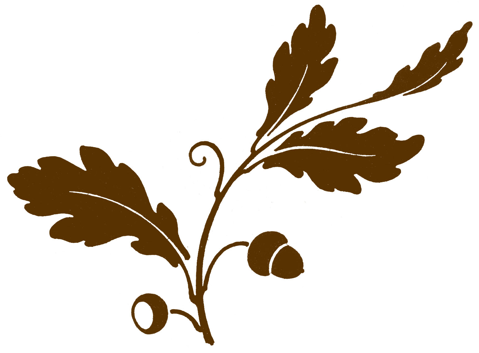 1541x1137 collection of free acorn drawing oak leaf download on ui ex - Oak Leaf Line Drawing