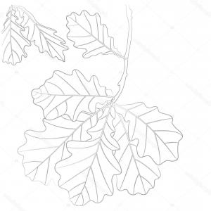 300x300 hand drawn autumn leaves outline collection maple oak leaf line - Oak Leaf Line Drawing