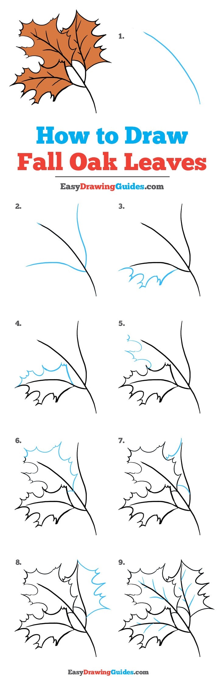 736x2251 How To Draw Fall Oak Leaves - Oak Leaf Line Drawing