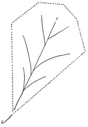 300x433 How To Draw Oak Leaves With Step - Oak Leaf Line Drawing
