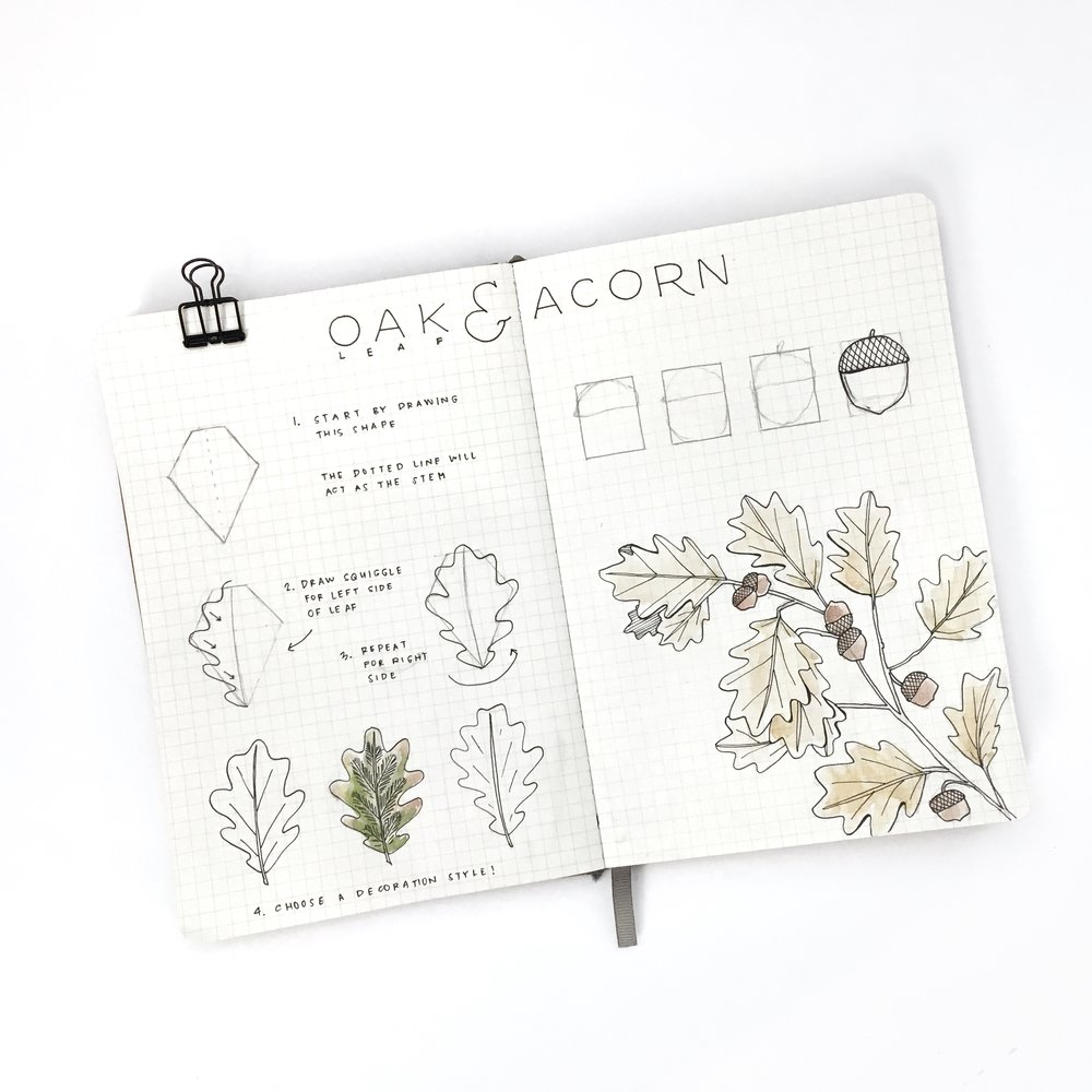1000x1000 how to draw oak tree leaves and acorn - Oak Leaf Line Drawing