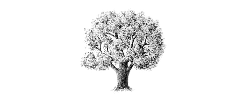 850x346 How To Draw Trees - Oak Tree Branch Drawing