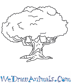 300x350 How To Draw An Oak Tree - Oak Tree Branch Drawing