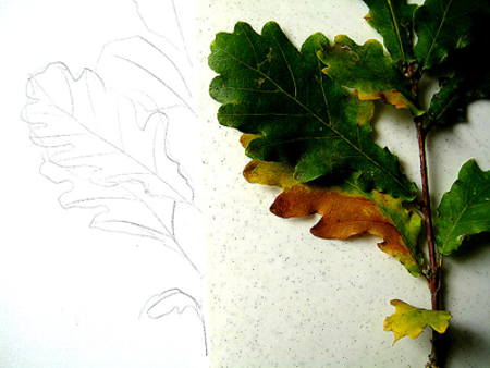 450x338 How To Draw An Oak Branch - Oak Tree Branch Drawing