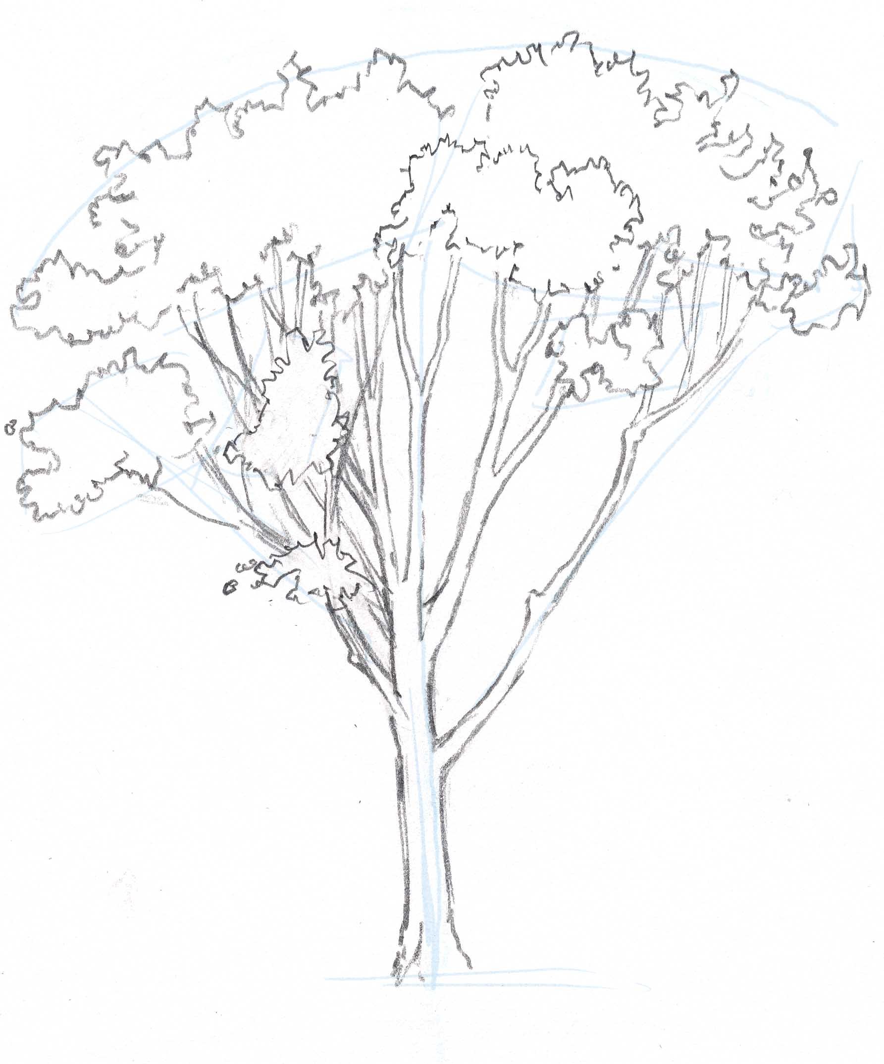 1785x2148 how to draw trees oaks - Oak Tree Branch Drawing