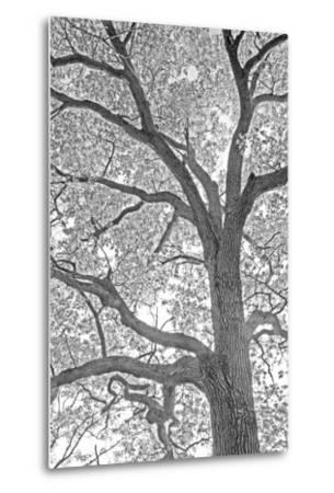 305x450 A Beautiful Infrared Artistic Image Of An Oak Tree Branches - Oak Tree Branch Drawing