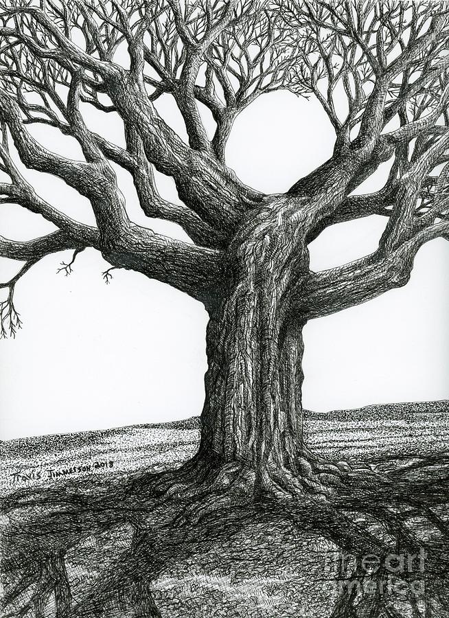 Oak Tree Branch Drawing at PaintingValley.com | Explore collection of ...