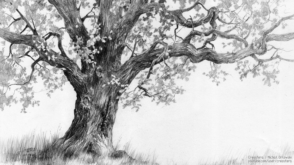 1024x576 Oak Tree - Oak Tree Branch Drawing