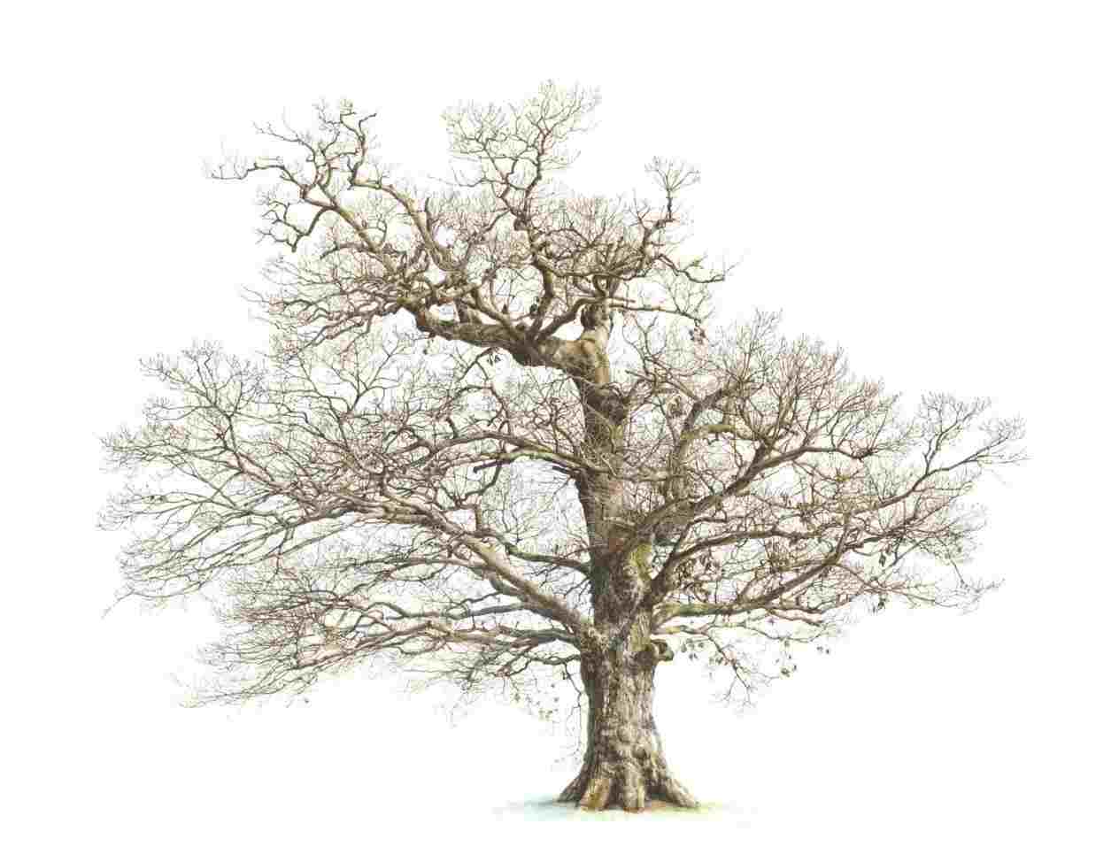 1264x974 tree branch drawing tree branch drawing collection of bare - Oak Tree Branch Drawing