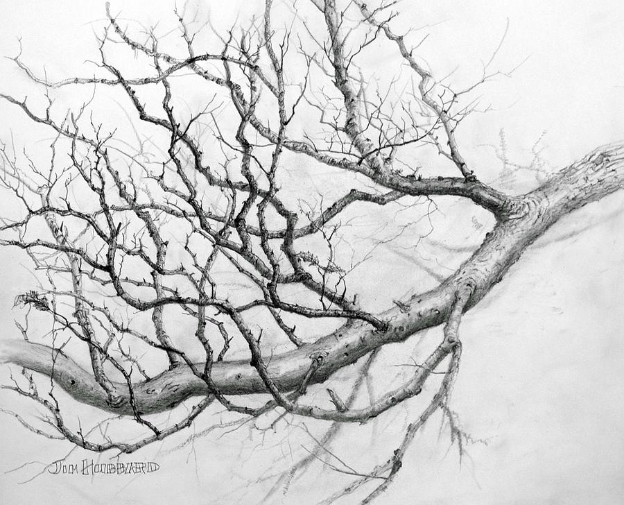 900x728 Tree Limb Study - Oak Tree Branch Drawing