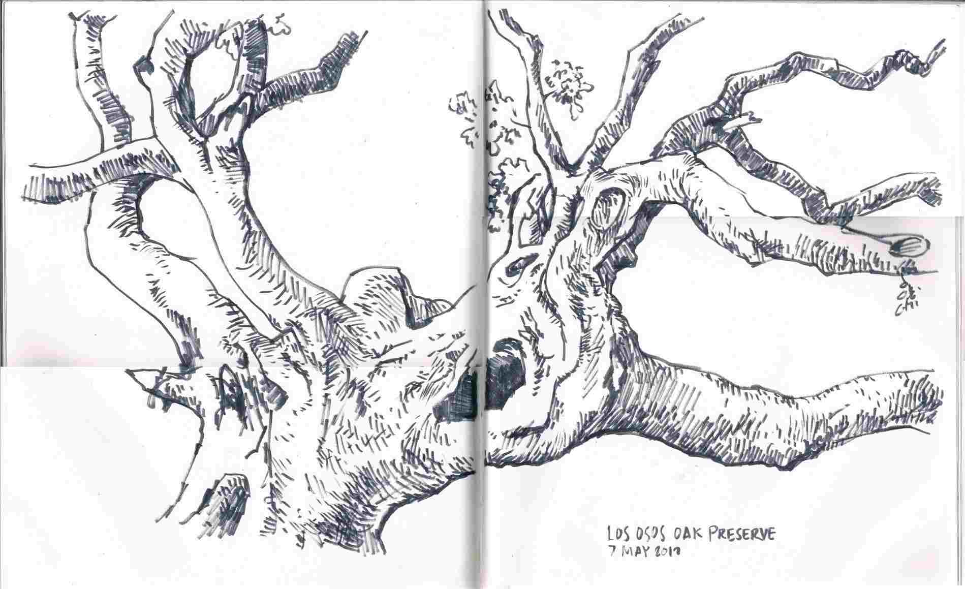 1899x1159 i draw oaks international society design rhcom - Oak Tree Branch Drawing