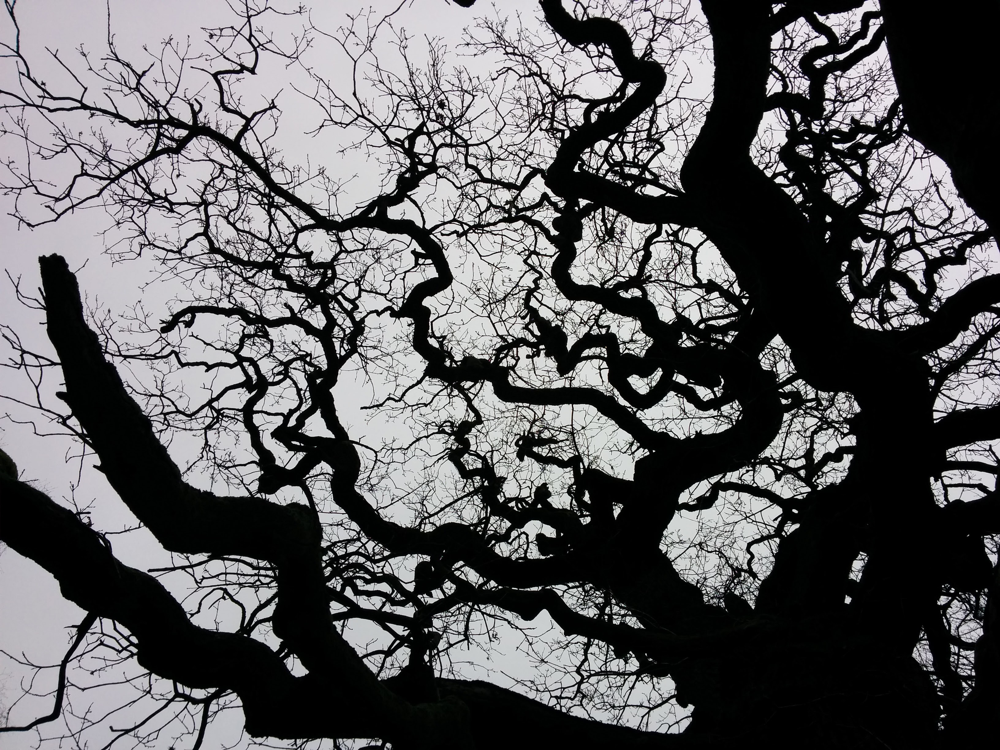 3264x2448 Free Images Tree, Branch, Black And White, Leaf, Flower, Sketch - Oak Tree Branch Drawing