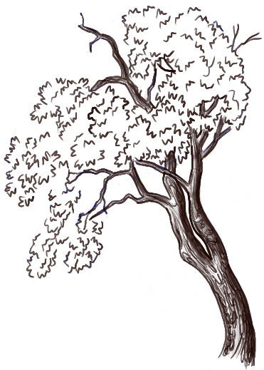 371x519 how to draw trees and oak trees with simple steps tutorial - Oak Tree Drawing