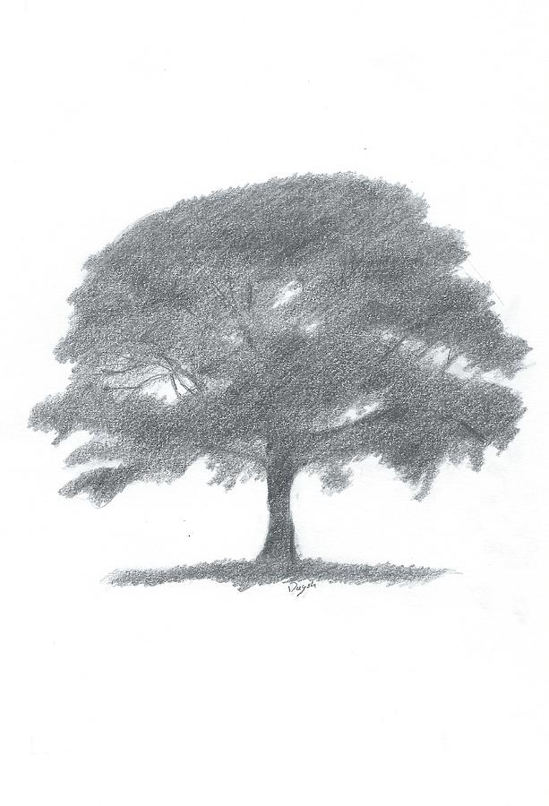 613x900 Oak Tree Drawing Number Two Painting - Oak Tree Drawing