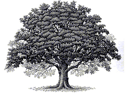 430x321 Clipart Oak Tree - Oak Tree Drawing