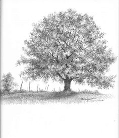 236x274 Pin Oak Tree Clipart Collection - Oak Tree Drawing