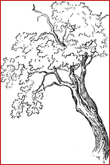 380x571 Surprising Tree Drawing Easy Stock Of Drawing Ideas - Oak Tree Drawing