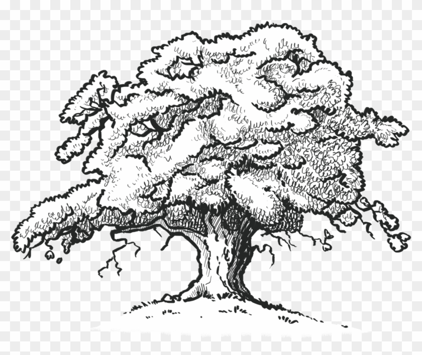 840x707 The Old Oak Tree Edenbray - Oak Tree Drawing