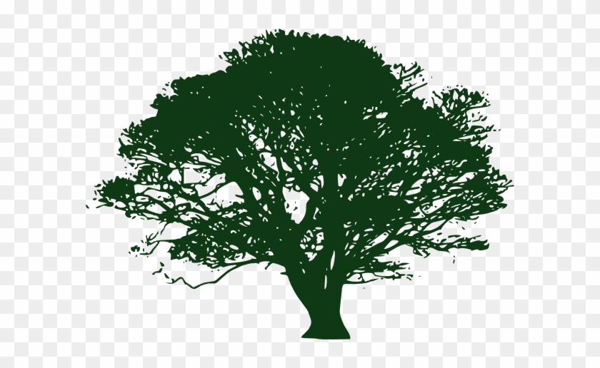 840x516 Tree Drawing With Color Png - Oak Tree Drawing
