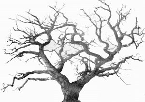 300x210 drawing oak tree oak tree drawing - Oak Tree Drawing