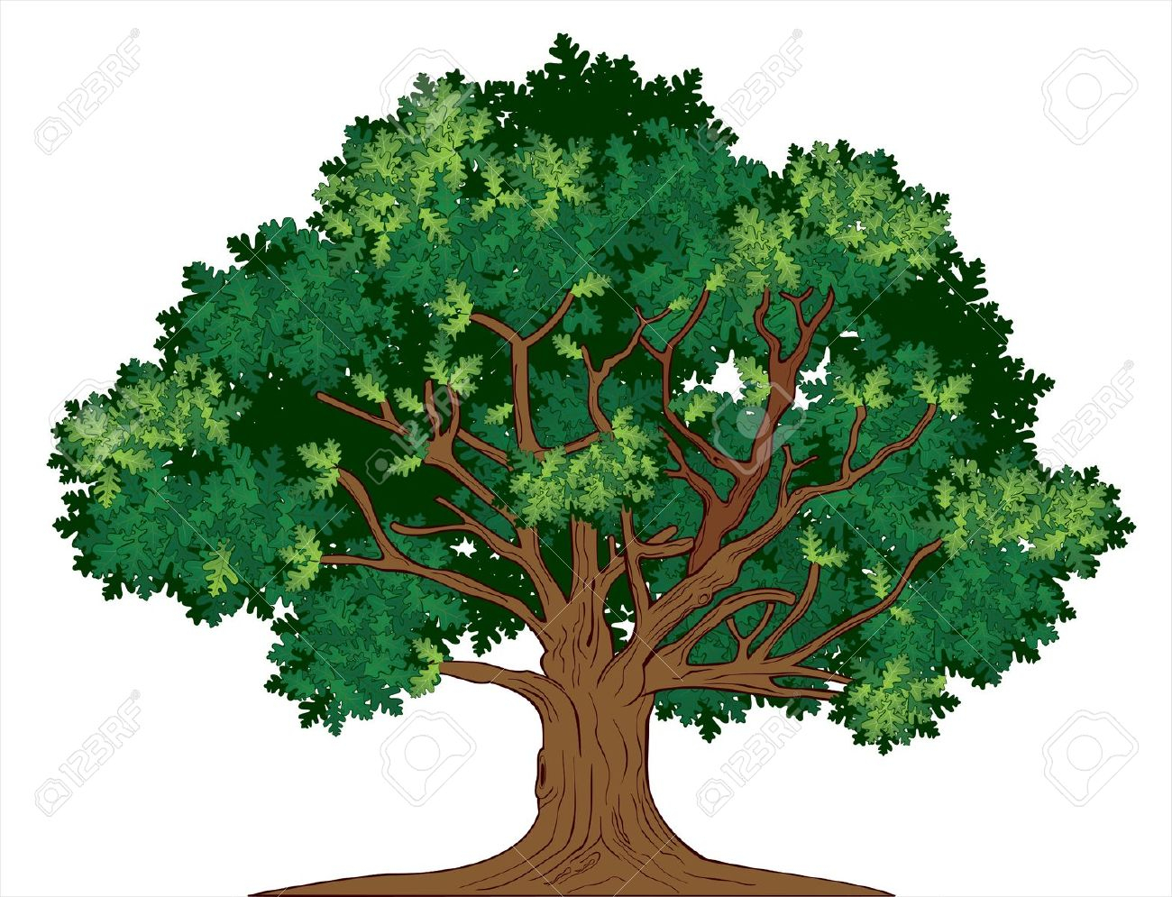 1300x995 drawing of oak tree oak tree drawing stock photos pictures - Oak Tree Drawing