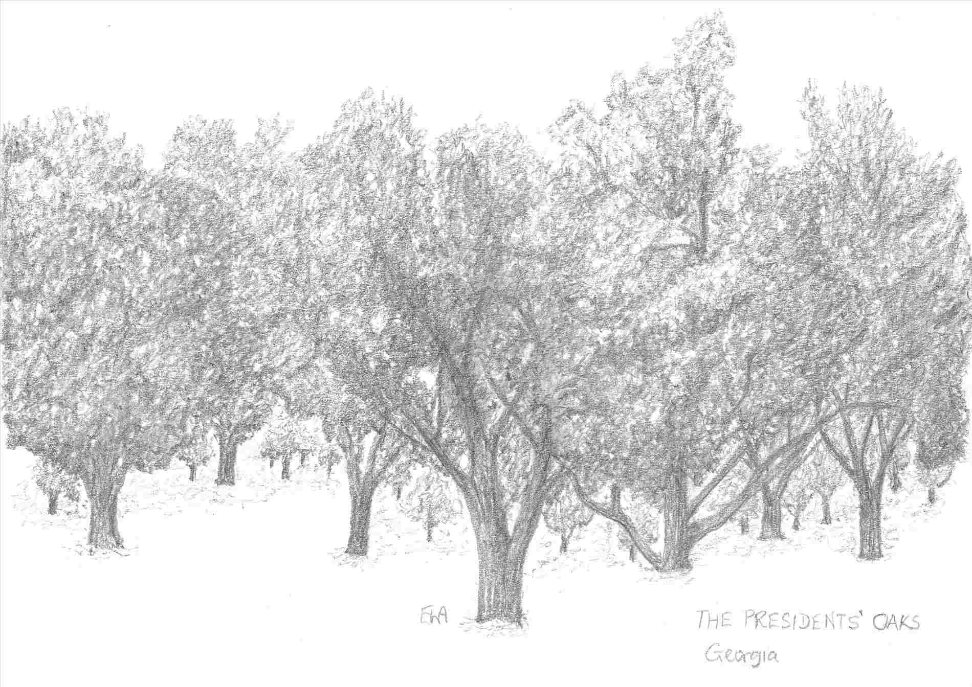 1900x1344 drawing oak tree drawing savannah candler live pen and ink - Oak Tree Drawing