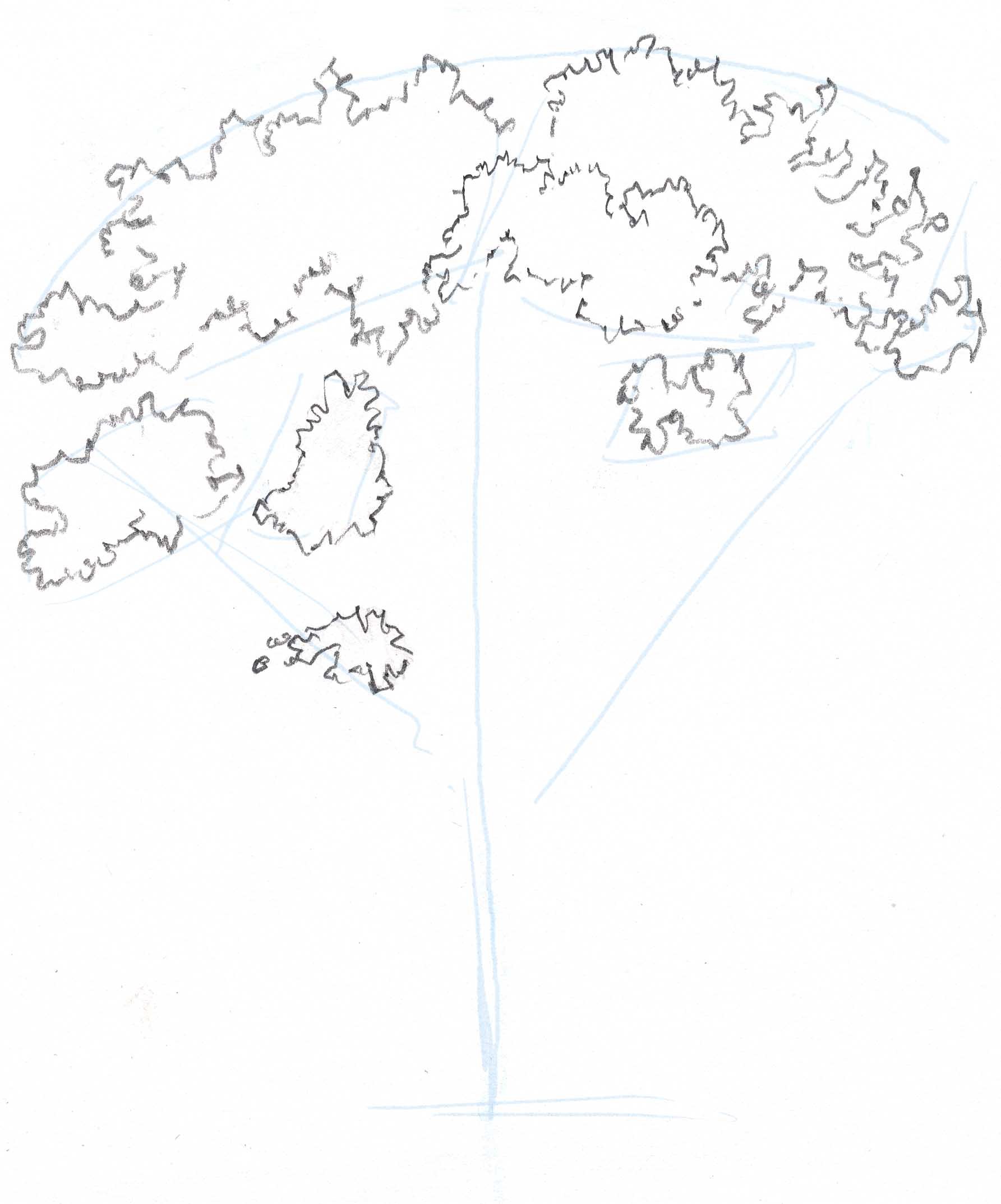 1785x2148 how to draw trees oaks - Oak Tree Leaf Drawing