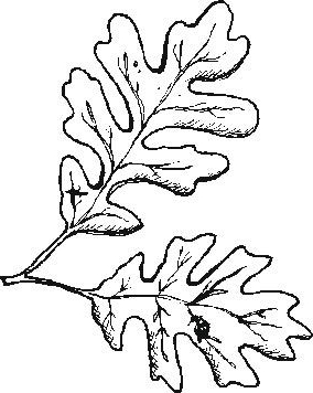 284x356 oak leaf coloring - Oak Tree Leaf Drawing