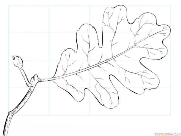 600x452 oak leaf drawing - Oak Tree Leaf Drawing