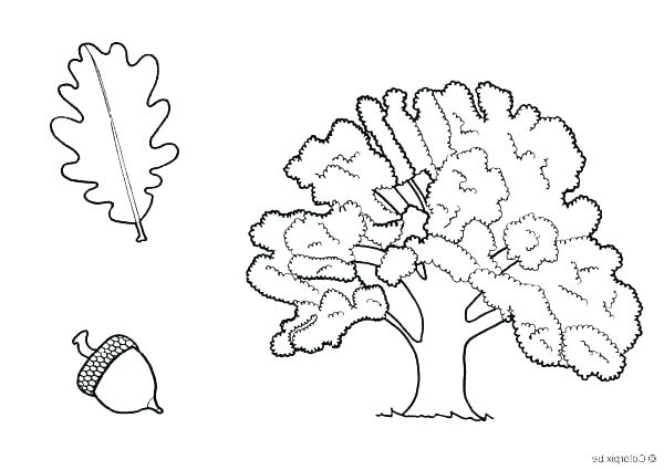 600x425 Oak Tree Coloring - Oak Tree Leaf Drawing