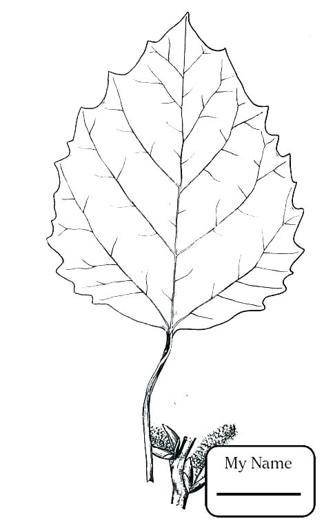 470x765 oak tree coloring pages oak tree coloring - Oak Tree Leaf Drawing