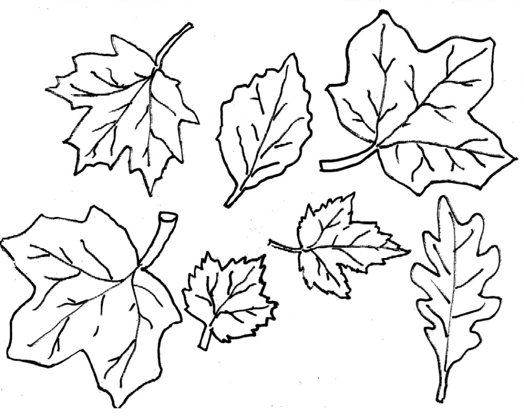 1024x813 oak tree leaf drawing - Oak Tree Leaf Drawing