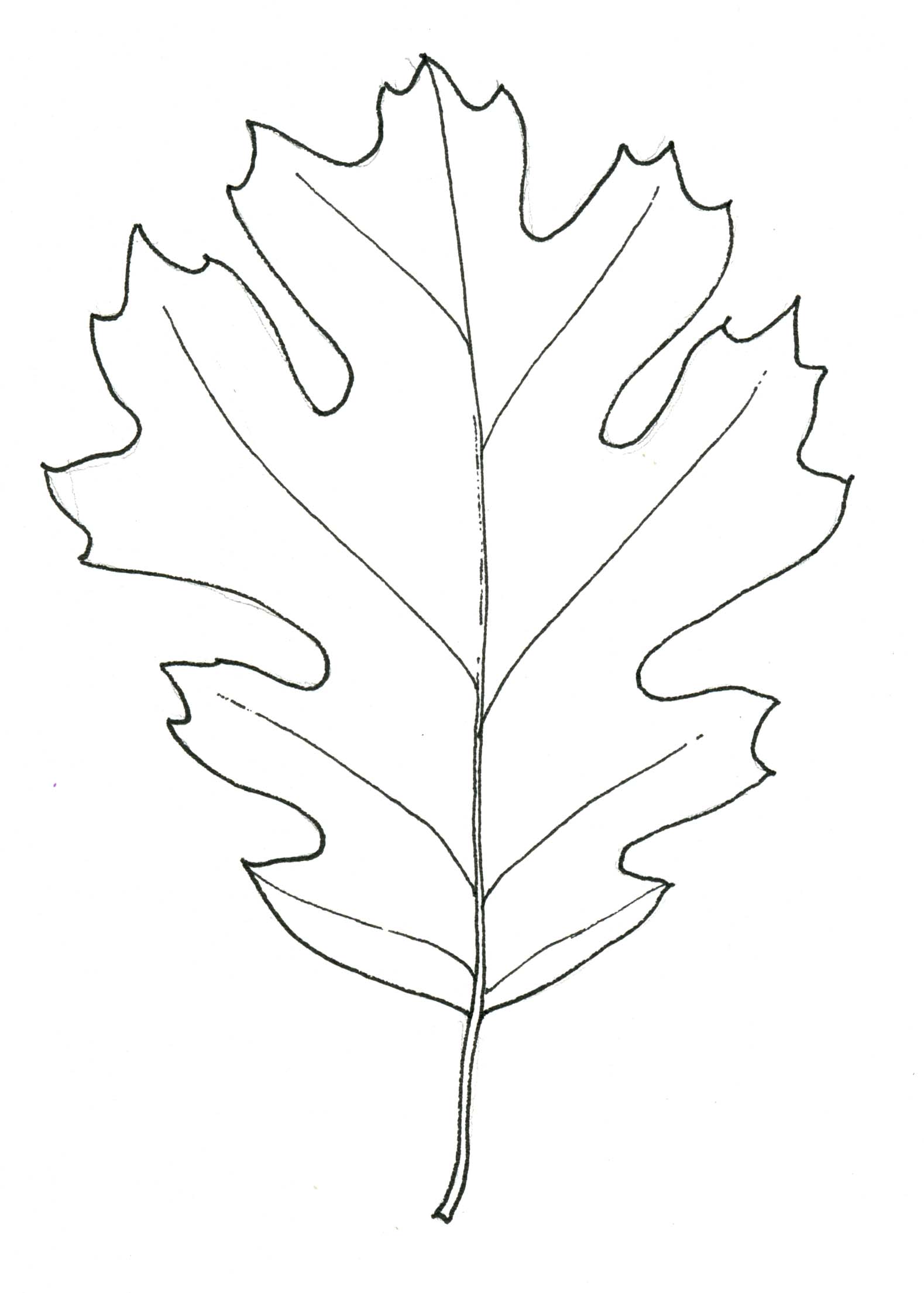 Oak Tree Leaf Drawing at Explore collection of Oak