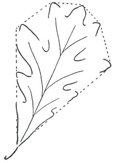 236x336 tree leaves drawing this is the second leaf gum tree leaves - Oak Tree Leaf Drawing