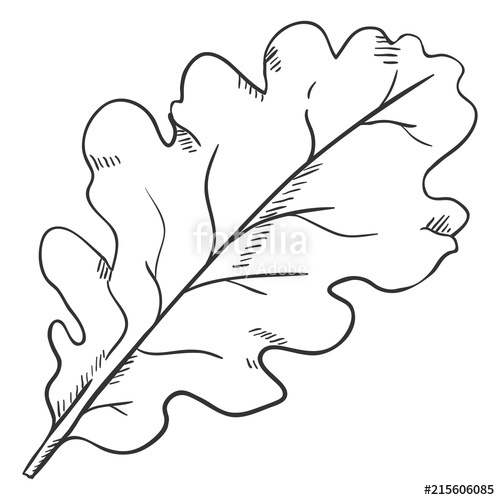 500x500 Vector Black Sketch Illustration - Oak Tree Leaf Drawing