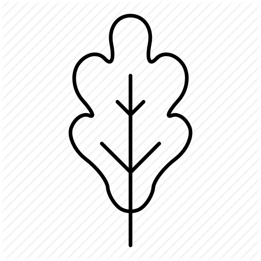 512x512 biology drawing oak tree transparent png clipart free download - Oak Tree Leaf Drawing