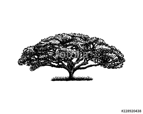 Oak Tree Line Drawing at PaintingValley.com | Explore collection of Oak ...