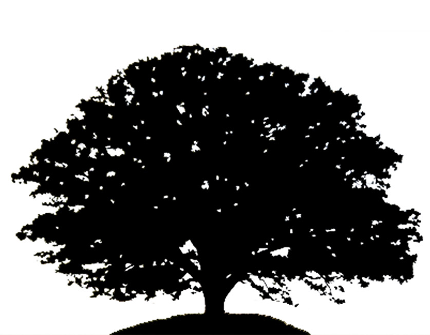 837x652 Oak Tree Branch Clipart - Oak Tree Line Drawing