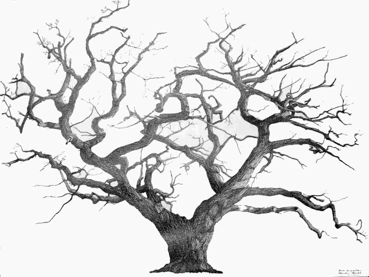 Oak Tree Line Drawing at PaintingValley.com | Explore collection of Oak ...