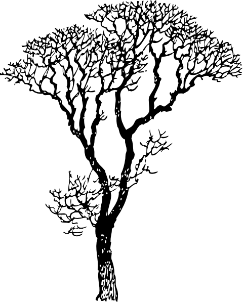 480x597 Collection Of Free Drawing Trees Oak Tree Download On Ui Ex - Oak Tree Line Drawing