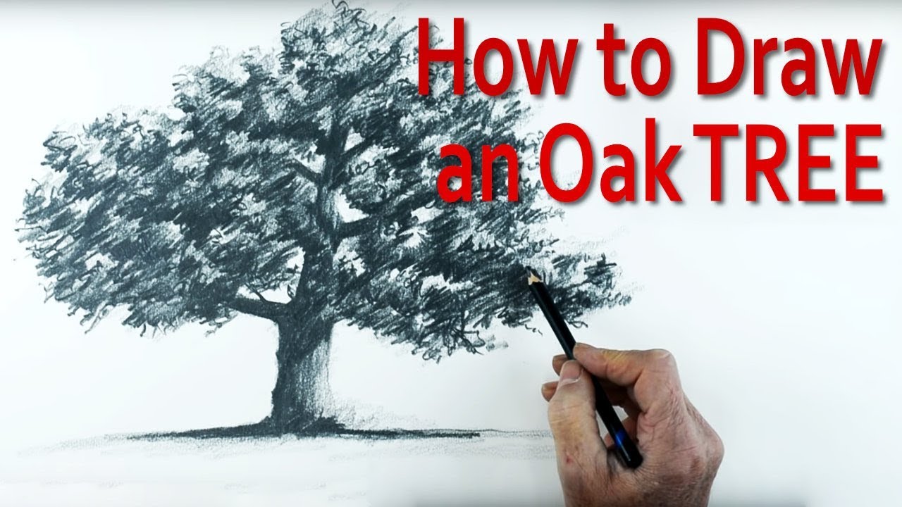 1280x720 How To Draw An Oak Tree - Oak Tree Outline Drawing