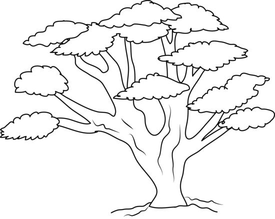 Oak Tree Outline Drawing At Paintingvalley.com 