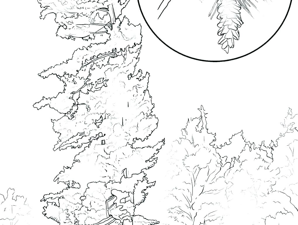 1020x768 Oak Tree Outline Trunk Coloring - Oak Tree Outline Drawing