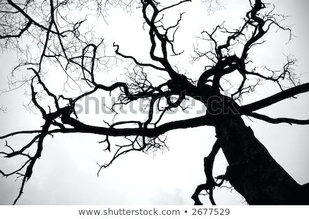 450x319 Outlines Free Vector Art Free Downloads Tree Outline Vectors - Oak Tree Outline Drawing