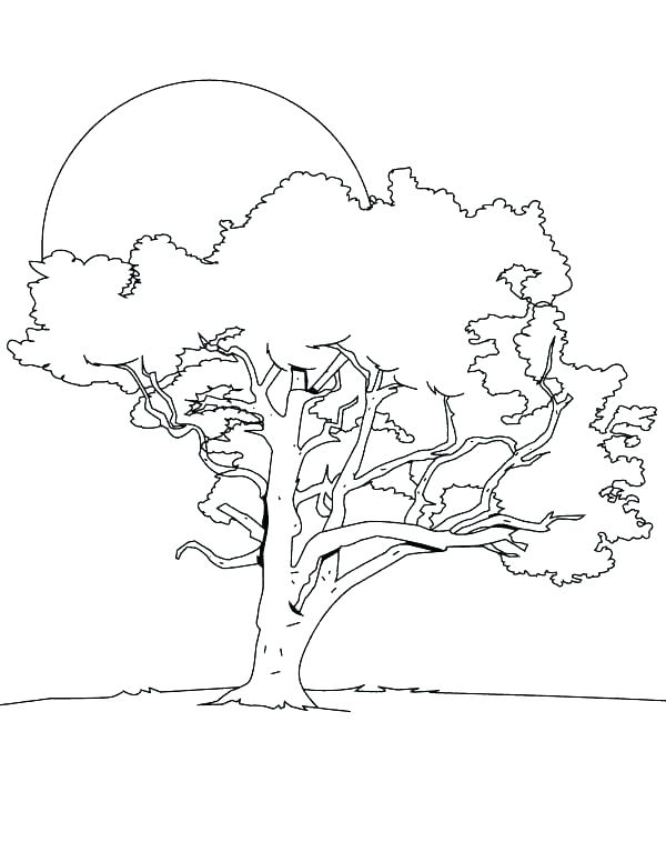 600x776 tree coloring pages oak tree coloring pages tree outline coloring - Oak Tree Outline Drawing